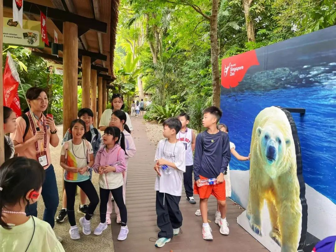 狮城印记：枫叶小熊的六色成长光谱