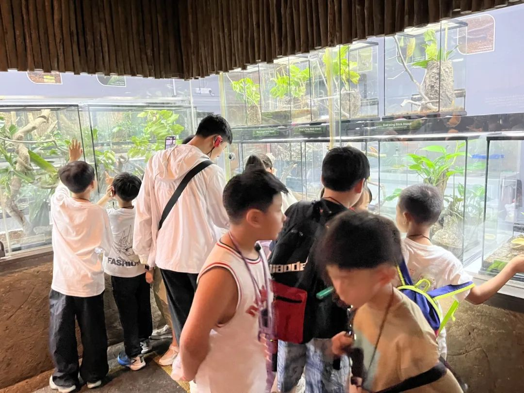 狮城印记：枫叶小熊的六色成长光谱