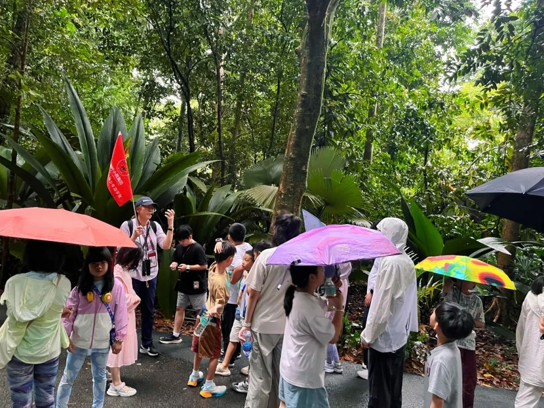 狮城印记：枫叶小熊的六色成长光谱